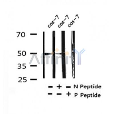 Western blot analysis of Phospho-PABP2(Ser150) in lysates of cos-7, using Phospho-PABP2(Ser150) Antibody(AF4340).