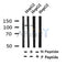 Western blot analysis of Phospho-KSR1(Thr425) in lysates of HepG2, using Phospho-KSR1(Thr425) Antibody(AF4341).