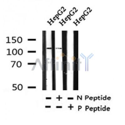 Western blot analysis of Phospho-KSR1(Thr425) in lysates of HepG2, using Phospho-KSR1(Thr425) Antibody(AF4341).