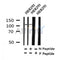 Western blot analysis of Phospho-KSR2(Thr497) in lysates of HEK293, using Phospho-KSR2(Thr497) Antibody(AF4342).