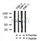 Western blot analysis of Phospho-NCF2(Thr223) in lysates of THP-1, using Phospho-NCF2(Thr223) Antibody(AF4343).