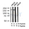 Western blot analysis of Phospho-LRP5(Tyr1473) in lysates of SW620, using Phospho-LRP5(Tyr1473) Antibody(AF4345).