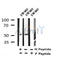 Western blot analysis of Phospho-NAKED1(Ser348) in lysates of SW480, using Phospho-NAKED1(Ser348) Antibody(AF4346).