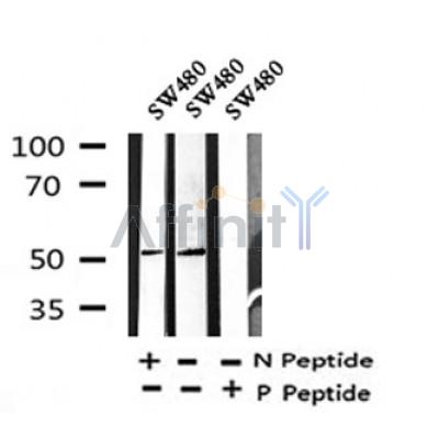 Western blot analysis of Phospho-NAKED1(Ser348) in lysates of SW480, using Phospho-NAKED1(Ser348) Antibody(AF4346).