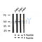 Western blot analysis of Phospho-NAKED2(Tyr247) in lysates of Jurkat, using Phospho-NAKED2(Tyr247) Antibody(AF4347).