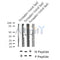 Western blot analysis of Phospho-CD32(Tyr288) in lysates of Pervanadate-treated Daudi?, using Phospho-CD32(Tyr288) Antibody(AF4348).