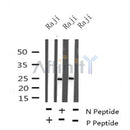 Western blot analysis of Phospho-CD79B(Tyr207) in lysates of Raji?, using Phospho-CD79B(Tyr207) Antibody(AF4349).