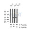 Western blot analysis of Phospho-CD79B(Tyr207) in lysates of Raji?, using Phospho-CD79B(Tyr207) Antibody(AF4349).