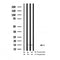 Western blot analysis of Phospho-LC3B(Thr29) in lysates of  hela overnight  chloroquine (50 uM), using Phospho-LC3B(Thr29) Antibody(AF4350).