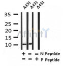 Western blot analysis of Phospho-Histone H4(Ser88) in lysates of A431, using Phospho-Histone H4(Ser88) Antibody(AF4358).