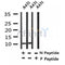 Western blot analysis of Phospho-Histone H4(Ser88) in lysates of A431, using Phospho-Histone H4(Ser88) Antibody(AF4358).