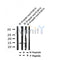 Western blot analysis of Phospho-H2B (Y43) in lysates of HL-60  etoposide-treated 50 uM, 6 hr, using Phospho-H2B (Y43) Antibody Antibody(AF4359).