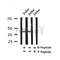 Western blot analysis of Phospho-Oxytocin Receptor(Thr235) in lysates of Jurkat?, using Phospho-Oxytocin Receptor(Thr235) Antibody(AF4367).