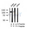 Western blot analysis of Phospho-PIK3CA(Ser317) in lysates of Jurkat?, using Phospho-PIK3CA(Ser317) Antibody(AF4369).
