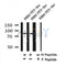 Western blot analysis of Phospho-P85 alpha(Tyr580) in lysates of NIH/3T3-Src, using Phospho-P85 alpha(Tyr580) Antibody(AF4370).