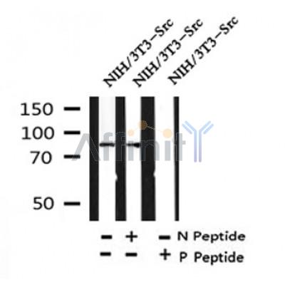 Western blot analysis of Phospho-P85 alpha(Tyr580) in lysates of NIH/3T3-Src, using Phospho-P85 alpha(Tyr580) Antibody(AF4370).