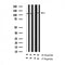AF3306 staining COLO205 cells by IF/ICC. The sample were fixed with PFA and permeabilized in 0.1% Triton X-100,then blocked in 10% serum for 45 minutes at 25¡ãC. The primary antibody was diluted at 1/200 and incubated with the sample for 1 hour at 37¡ãC. An  Alexa Fluor 594 conjugated goat anti-rabbit IgG (H+L) antibody(Cat.