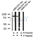 Western blot analysis of Phospho-P85 alpha(Tyr452) in lysates of NIH/3T3-Src, using Phospho-P85 alpha(Tyr452) Antibody(AF4371).