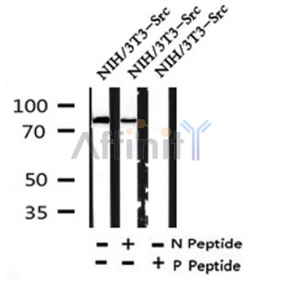Western blot analysis of Phospho-P85 alpha(Tyr452) in lysates of NIH/3T3-Src, using Phospho-P85 alpha(Tyr452) Antibody(AF4371).