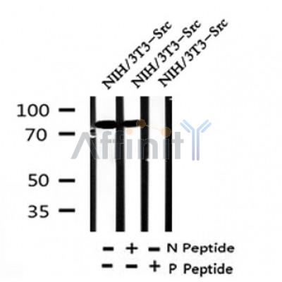 Western blot analysis of Phospho-P85 alpha(Tyr508) in lysates of NIH/3T3-Src, using Phospho-P85 alpha(Tyr508) Antibody(AF4372).