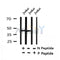 Western blot analysis of Phospho-eIF4A2(Tyr49) in lysates of Jurkat, using Phospho-eIF4A2(Tyr49) Antibody(AF4373).