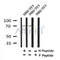 Western blot analysis of Phospho-TAK1 (Thr184/187) in lysates of NIH/3T3?, using Phospho-TAK1 (Thr184/187) Antibody(AF4379).