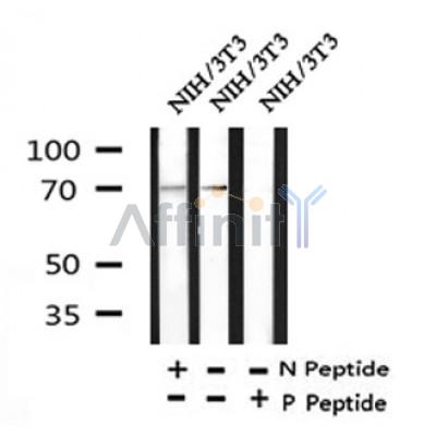 Western blot analysis of Phospho-TAK1 (Thr184/187) in lysates of NIH/3T3?, using Phospho-TAK1 (Thr184/187) Antibody(AF4379).