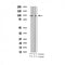 AF3307 at 1/100 staining human brain tissue sections by IHC-P. The tissue was formaldehyde fixed and a heat mediated antigen retrieval step in citrate buffer was performed. The tissue was then blocked and incubated with the antibody for 1.5 hours at 22¡ãC. An HRP conjugated goat anti-rabbit antibody was used as the secondary