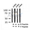 Western blot analysis of Phospho-TrkA (Tyr785) /TrkB (Tyr816) in lysates of jurkat?, using Phospho-TrkA (Tyr785) /TrkB (Tyr816) Antibody(AF4390).