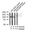 Western blot analysis of Phospho-Na,K-ATPase 1 (Tyr10) in lysates of A431  EGF-treated, using Phospho-Na,K-ATPase 1 (Tyr10) Antibody(AF4391).
