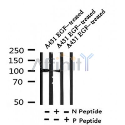 Western blot analysis of Phospho-Na,K-ATPase 1 (Tyr10) in lysates of A431  EGF-treated, using Phospho-Na,K-ATPase 1 (Tyr10) Antibody(AF4391).