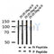 Western blot analysis of Phospho-M-CSF Receptor (Tyr699) in lysates of 293 LPS 100ng/ml 30', using Phospho-M-CSF Receptor (Tyr699) Antibody(AF4393).