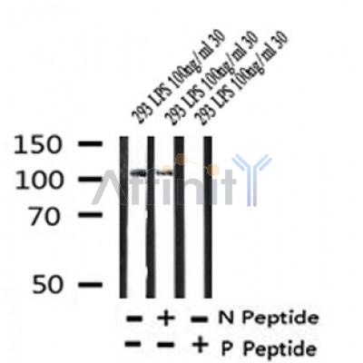 Western blot analysis of Phospho-M-CSF Receptor (Tyr699) in lysates of 293 LPS 100ng/ml 30', using Phospho-M-CSF Receptor (Tyr699) Antibody(AF4393).