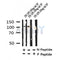 Western blot analysis of Phospho-M-CSF Receptor (Tyr723) in lysates of 293 LPS 100ng/ml 30', using Phospho-M-CSF Receptor (Tyr723) Antibody(AF4395).