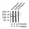 Western blot analysis of Phospho-M-CSF Receptor (Tyr923) in lysates of 293 LPS 100ng/ml 30', using Phospho-M-CSF Receptor (Tyr923) Antibody(AF4396).