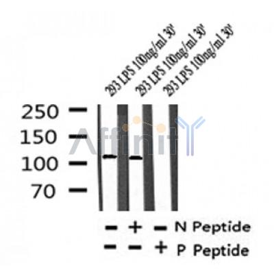 Western blot analysis of Phospho-M-CSF Receptor (Tyr923) in lysates of 293 LPS 100ng/ml 30', using Phospho-M-CSF Receptor (Tyr923) Antibody(AF4396).