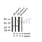 Western blot analysis of Phospho-Bcl-2 (Thr56) in lysates of Jurkat  paclitaxel  8h, using Phospho-Bcl-2 (Thr56) Antibody(AF4400).