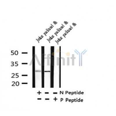 Western blot analysis of Phospho-Bcl-2 (Thr56) in lysates of Jurkat  paclitaxel  8h, using Phospho-Bcl-2 (Thr56) Antibody(AF4400).