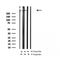 Western blot analysis of Phospho-MAP2 (Thr1620/1623) in lysates of COS?, using Phospho-MAP2 (Thr1620/1623) Antibody(AF4402).