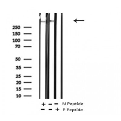 Western blot analysis of Phospho-MAP2 (Thr1620/1623) in lysates of COS?, using Phospho-MAP2 (Thr1620/1623) Antibody(AF4402).