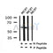 Western blot analysis of Phospho-Src (Ser17) in lysates of MCF7?, using Phospho-Src (Ser17) Antibody(AF4404).