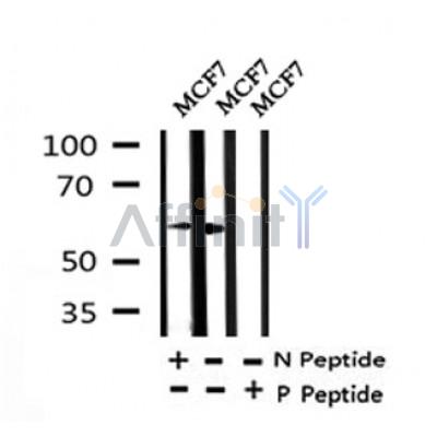Western blot analysis of Phospho-Src (Ser17) in lysates of MCF7?, using Phospho-Src (Ser17) Antibody(AF4404).