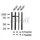Western blot analysis of Phospho-Ku80 (Ser145) in lysates of MCF7?, using Phospho-Ku80 (Ser145) Antibody(AF4406).