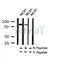 Western blot analysis of Phospho-Ku80 (Ser145) in lysates of MCF7?, using Phospho-Ku80 (Ser145) Antibody(AF4406).