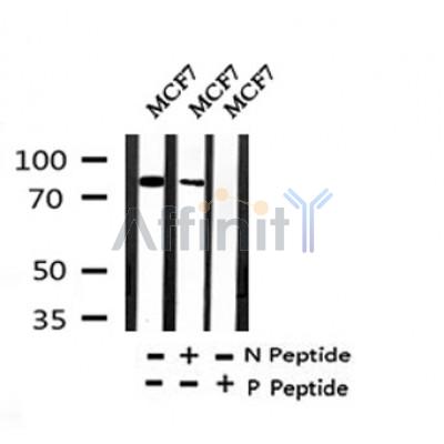Western blot analysis of Phospho-Ku80 (Ser145) in lysates of MCF7?, using Phospho-Ku80 (Ser145) Antibody(AF4406).
