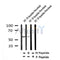 Western blot analysis of Phospho-Cyclin B1 (Ser116) in lysates of HT-29 thymidine Nocodazole, using Phospho-Cyclin B1 (Ser116) Antibody(AF4408).