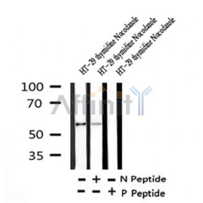 Western blot analysis of Phospho-Cyclin B1 (Ser116) in lysates of HT-29 thymidine Nocodazole, using Phospho-Cyclin B1 (Ser116) Antibody(AF4408).