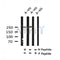 Western blot analysis of Phospho-Desmoplakin (Ser165/166) in lysates of A-431, using Phospho-Desmoplakin (Ser165/166) Antibody(AF4409).
