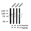Western blot analysis of Phospho-IREB1 (Ser138) in lysates of HepG2, using Phospho-IREB1 (Ser138) Antibody(AF4411).
