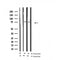 Western blot analysis of Phospho-Nur77 (Ser351) in lysates of jurkat TPA and calcium ionophore A23187 4h, using Phospho-Nur77 (Ser351) Antibody(AF4412).